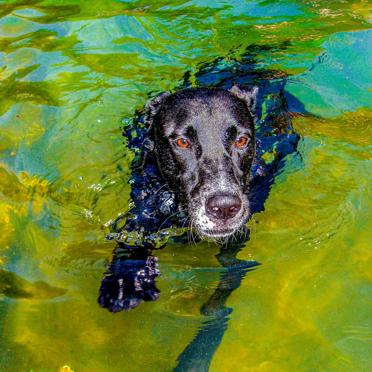 Will van Overbeek Artist Seminar - logo